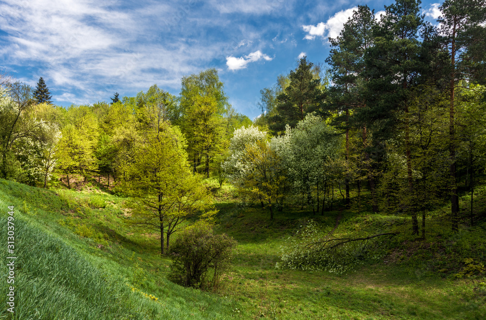 Walk in nature. Good weather for traveling outdoors. Scenery. Park zone. Walk in nature. Good weather for traveling outdoors. Scenery. Park zone.