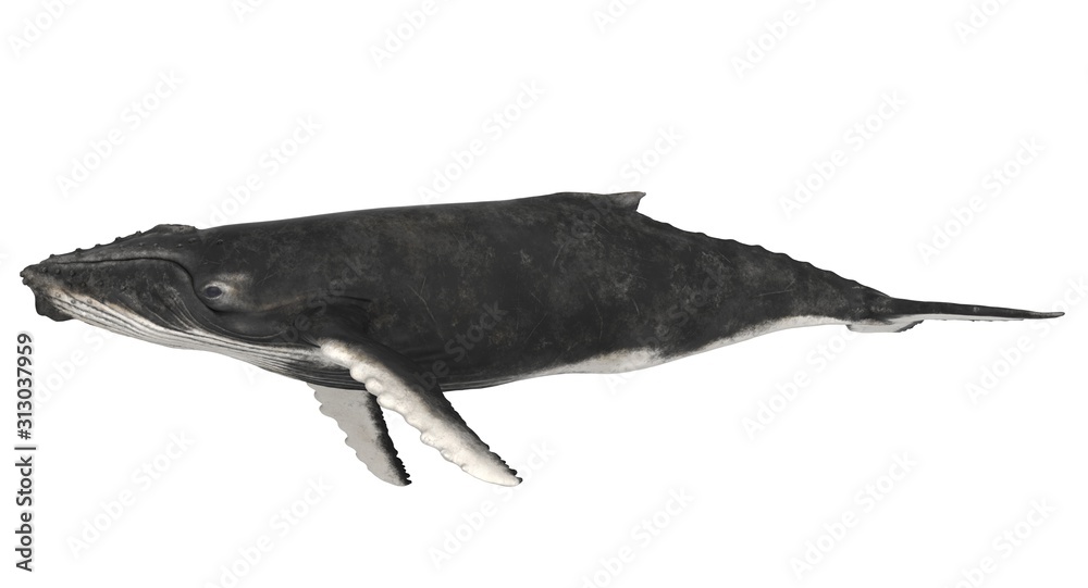 Fotografie 3d rendered humpback whale isolated on white background