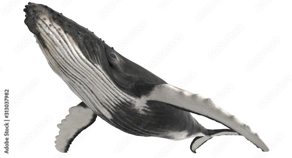 Εκτύπωση καμβά 3d rendered humpback whale isolated on white background