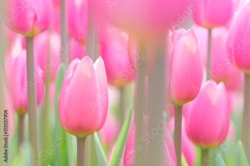 rozowe-tulipany-na-zielonym-tle