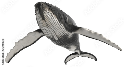 3d rendered humpback whale isolated on white background photo