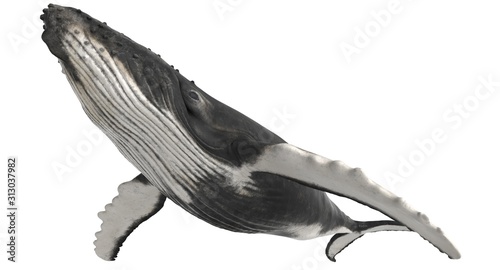 3d rendered humpback whale isolated on white background photo