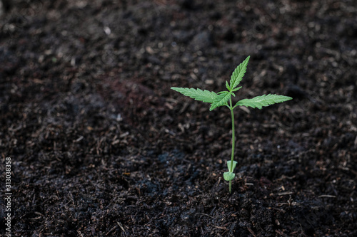 Plant of a little cannabis seedling in the ground