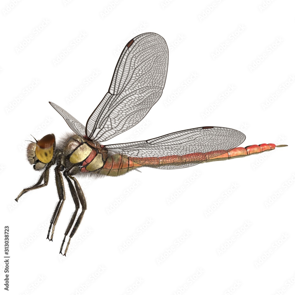 Φωτογραφία 3d rendered common darter dragonfly isolated on white background