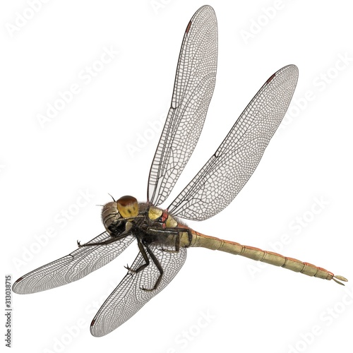 3d rendered common darter dragonfly isolated on white background