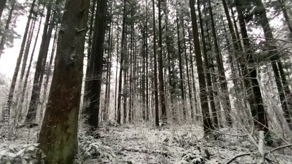 冬の森林 雪景色 冬の森林 雪景色