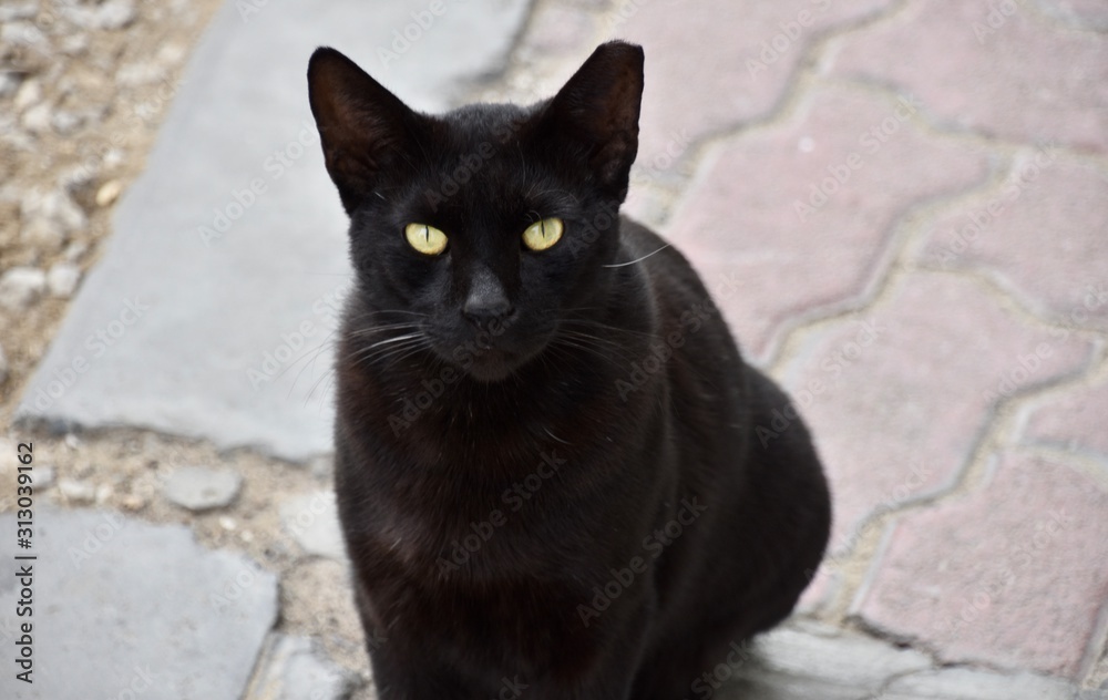 Black Cat, Seated, High Angle, Abu Dhabi Black Cat, Seated, High Angle, Abu Dhabi