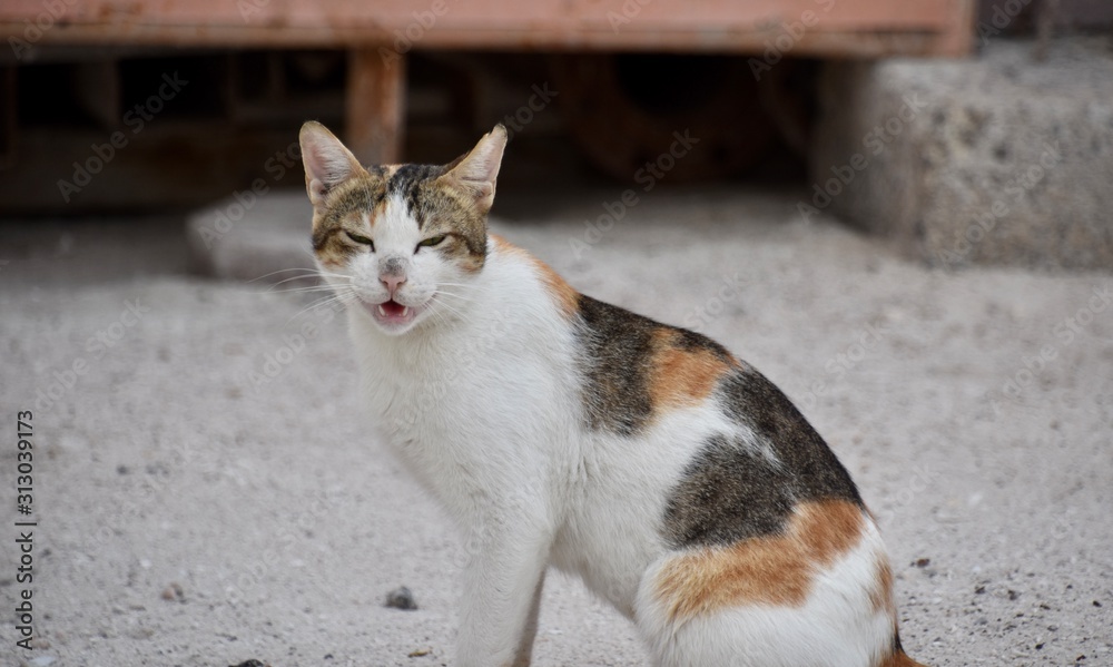 White, Gray, and Orange Street Cat Meowing - obrazy, fototapety, plakaty 