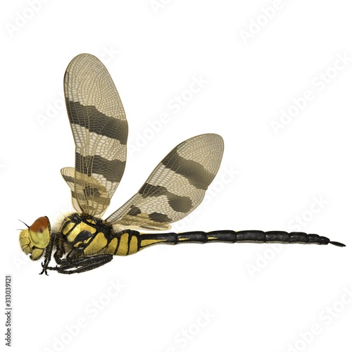 3d rendered halloween pennant dragonfly photo