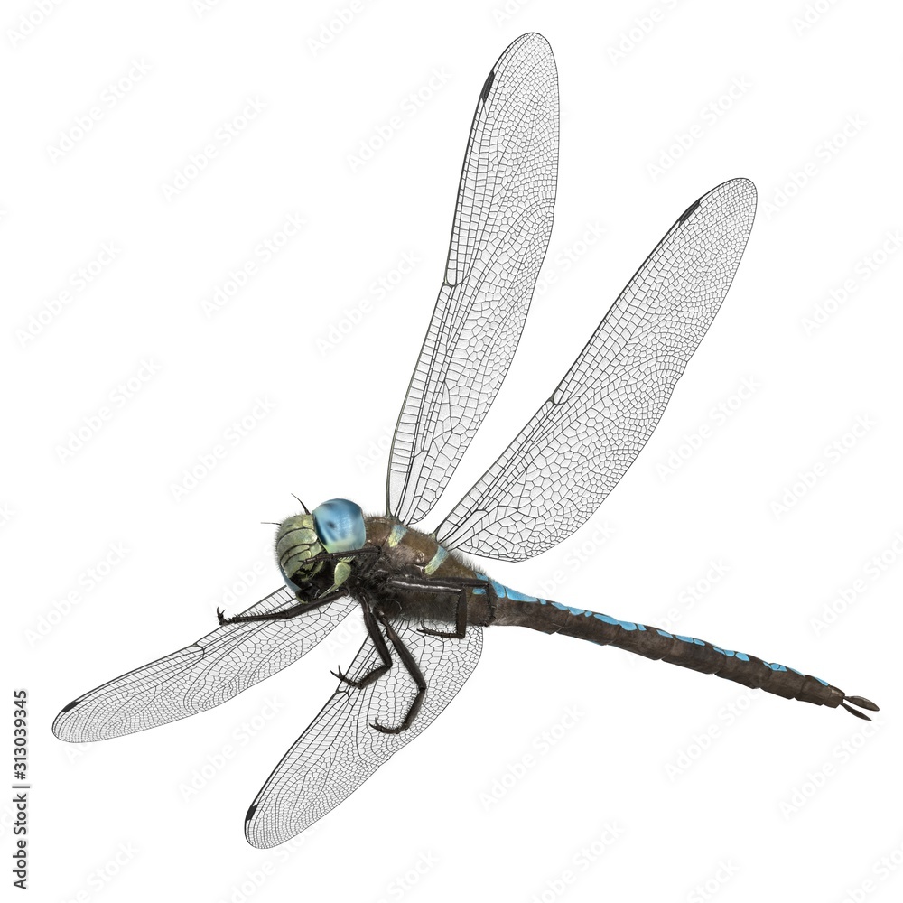 Φωτογραφία 3d rendered paddle tailed darner dragonfly isolated on white background