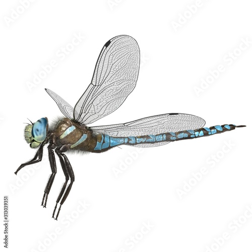 3d rendered paddle tailed darner dragonfly isolated on white background