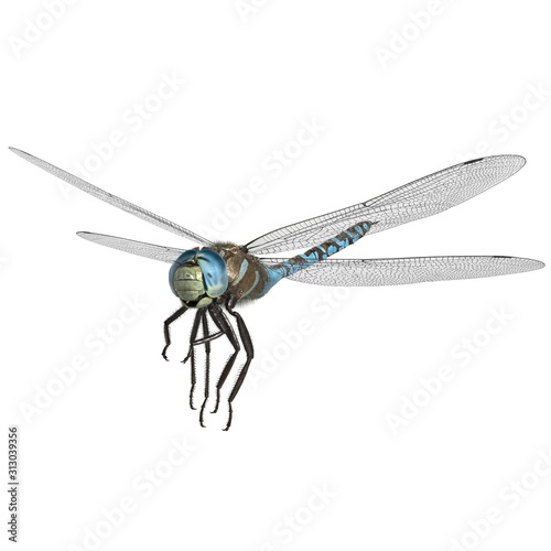 3d rendered paddle tailed darner dragonfly isolated on white background
