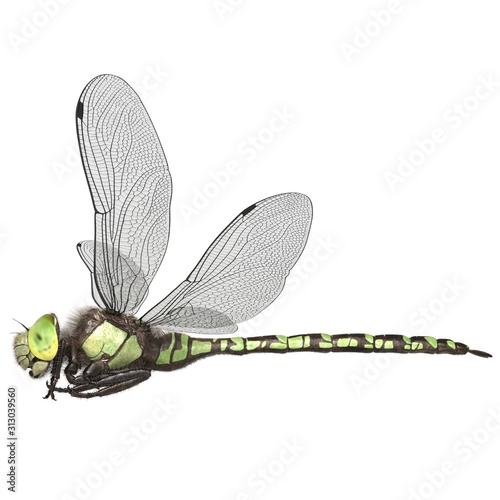 3d rendered southern hawker dragonfly isolated on white background photo