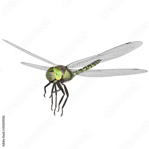 3d rendered southern hawker dragonfly isolated on white background photo