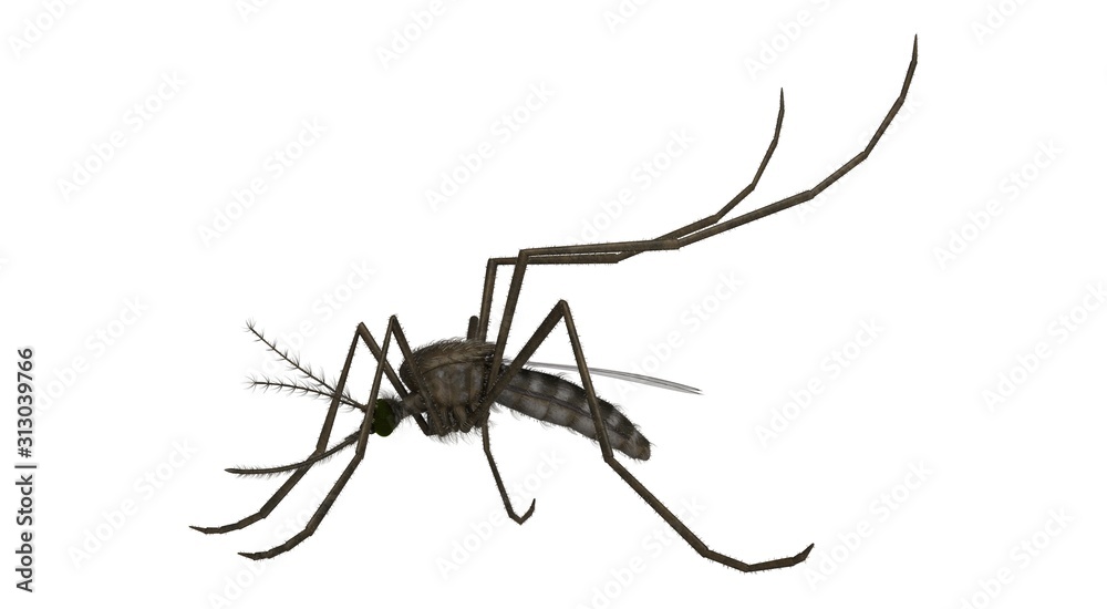 3d rendered common house mosquito isolated on white background 3d rendered common house mosquito isolated on white background
