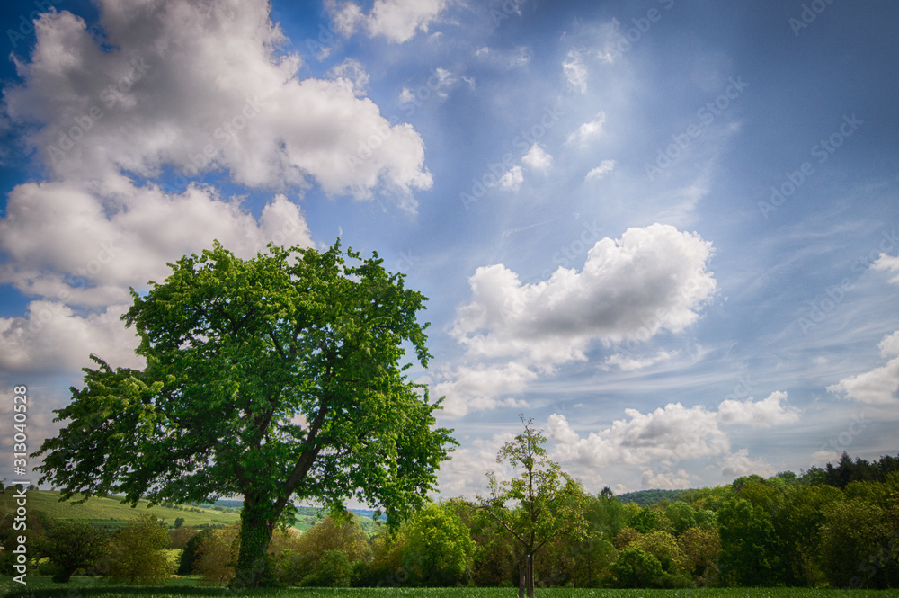 Obraz premium dramatic sky with dominant tree