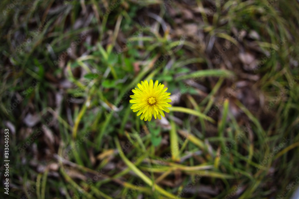 yellow flora