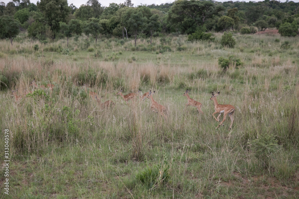 Fototapeta premium herd of impala running away