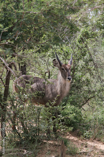 injala bull in south african bush