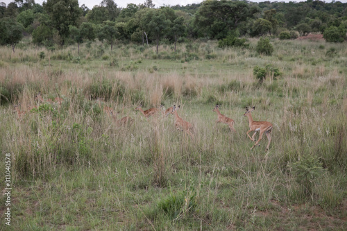 herd of impala running away