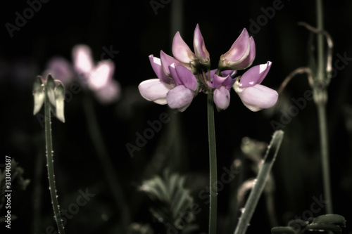 dark and moody flower close-up