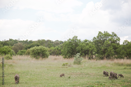 group of warthogs grazing © ca