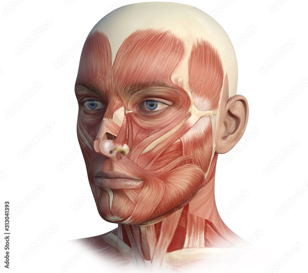 Face, head, anatomy digital illustration Stock-Illustration 