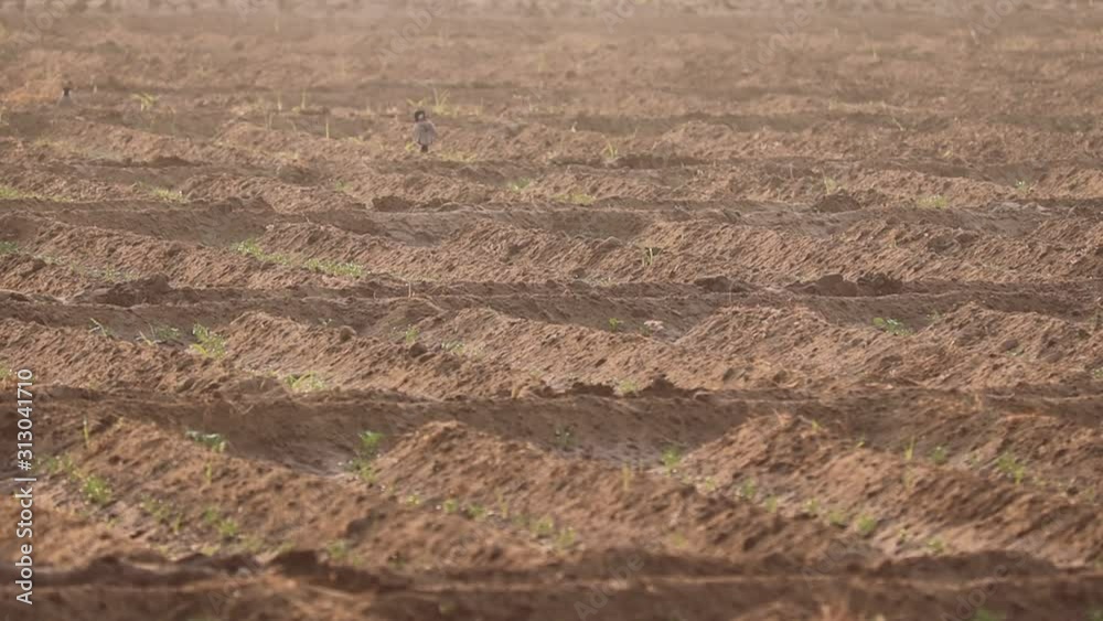 sowing agricultural crops at field sowing agricultural crops at field