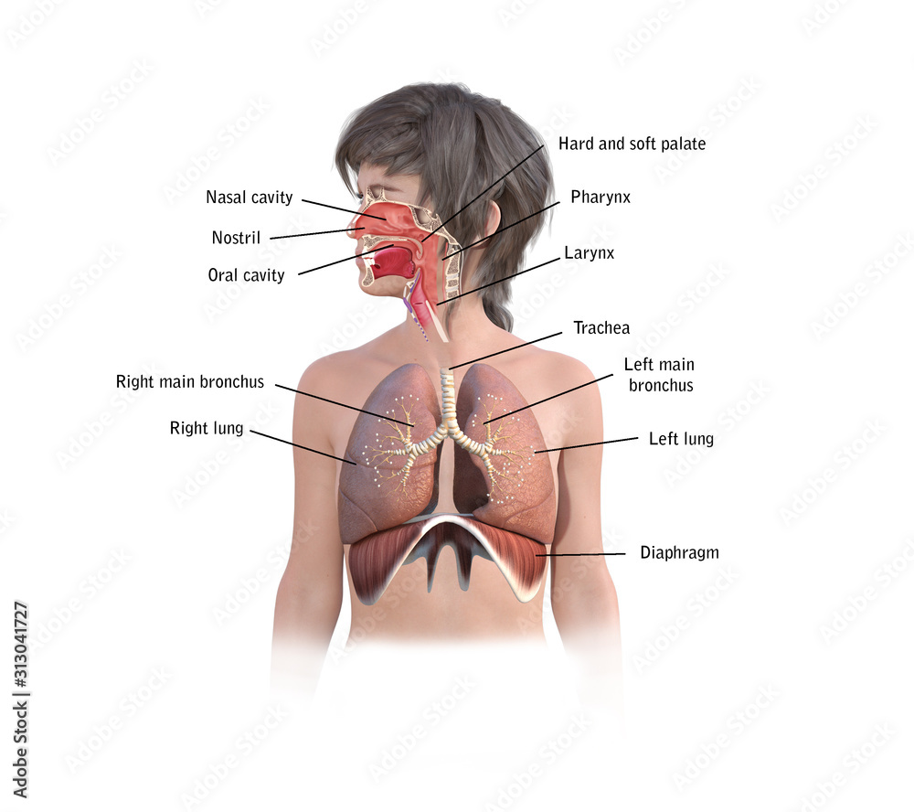3d render respiratory system anatomy Stock Illustration Adobe Stock
