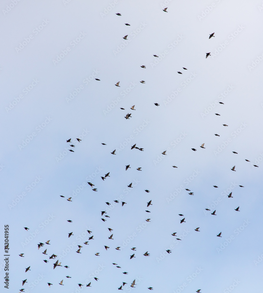 A flock of birds against the sky with clouds