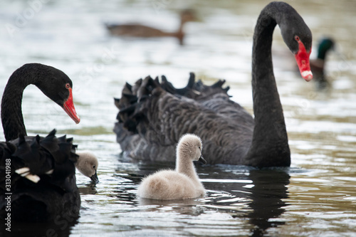 Fototapeta Naklejka Na Ścianę i Meble -  Black swans and fluffy baby swans swimming in the lake