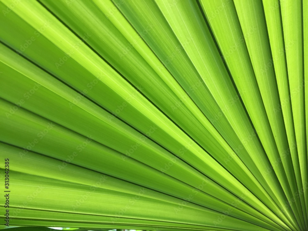 green palm leaf for background. green palm leaf for background.