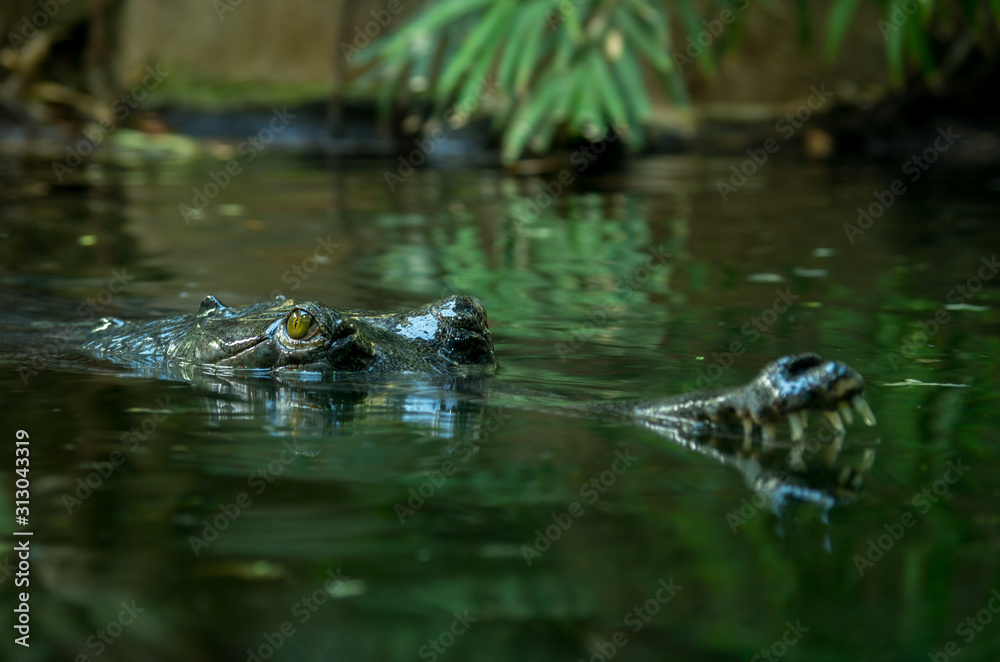 Fototapeta premium The gharial (Gavialis gangeticus) is a crocodilian in the family Gavialidae, native to sandy freshwater river banks in the plains of the northern part of the Indian subcontinent.