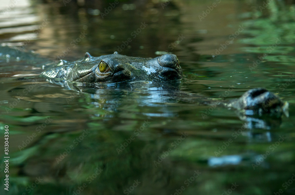 The gharial (Gavialis gangeticus) is a crocodilian in the family Gavialidae, native to sandy freshwater river banks in the plains of the northern part of the Indian subcontinent. The gharial (Gavialis gangeticus) is a crocodilian in the family Gavialidae, native to sandy freshwater river banks in the plains of the northern part of the Indian subcontinent.