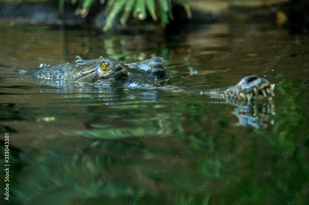 The gharial (Gavialis gangeticus) is a crocodilian in the family Gavialidae, native to sandy freshwater river banks in the plains of the northern part of the Indian subcontinent. The gharial (Gavialis gangeticus) is a crocodilian in the family Gavialidae, native to sandy freshwater river banks in the plains of the northern part of the Indian subcontinent.