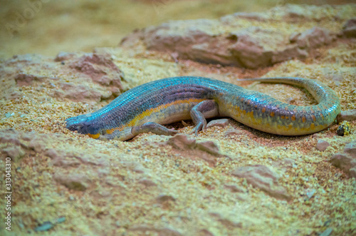 Eumeces schneiderii  commonly known as Schneider s skink or the Berber skink  is a species of skink endemic to Central Asia  Western Asia  and North Africa.