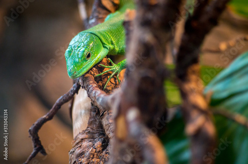 Gastropholis prasina, the green keel-bellied lizard, is a species of lizard belonging to the family Lacertidae. photo