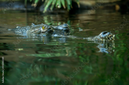 The gharial (Gavialis gangeticus) is a crocodilian in the family Gavialidae, native to sandy freshwater river banks in the plains of the northern part of the Indian subcontinent.