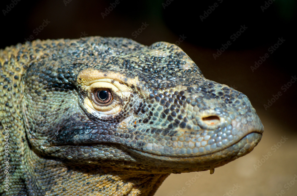 The Komodo dragon (Varanus komodoensis), also known as the Komodo monitor, is a species of lizard found in the Indonesian islands of Komodo, Rinca, Flores, and Gili Motang. The Komodo dragon (Varanus komodoensis), also known as the Komodo monitor, is a species of lizard found in the Indonesian islands of Komodo, Rinca, Flores, and Gili Motang.