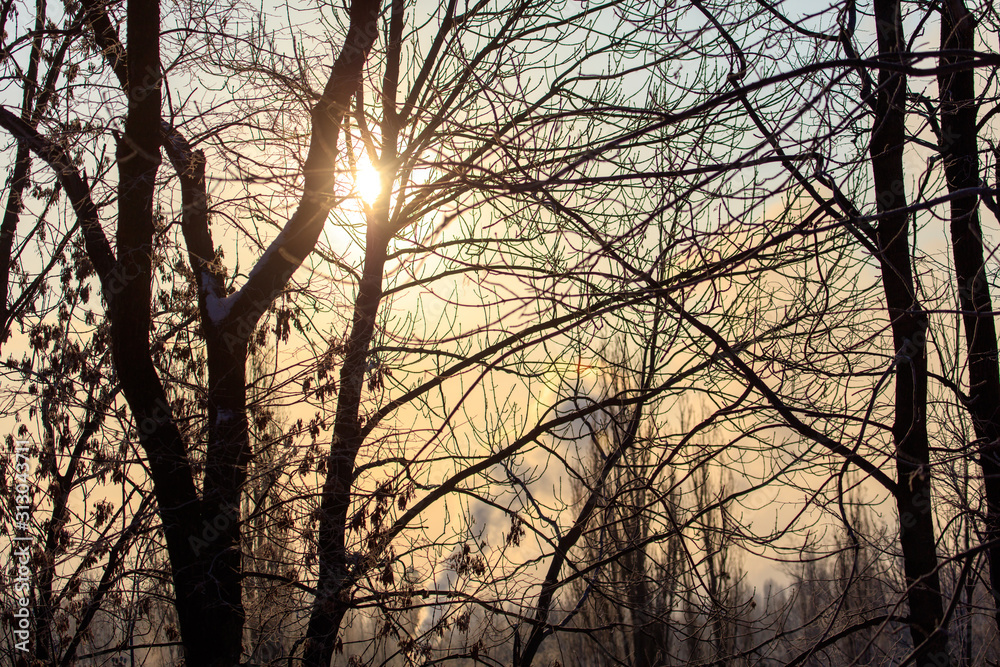 Leafless tree branches at dawn of the sun Leafless tree branches at dawn of the sun