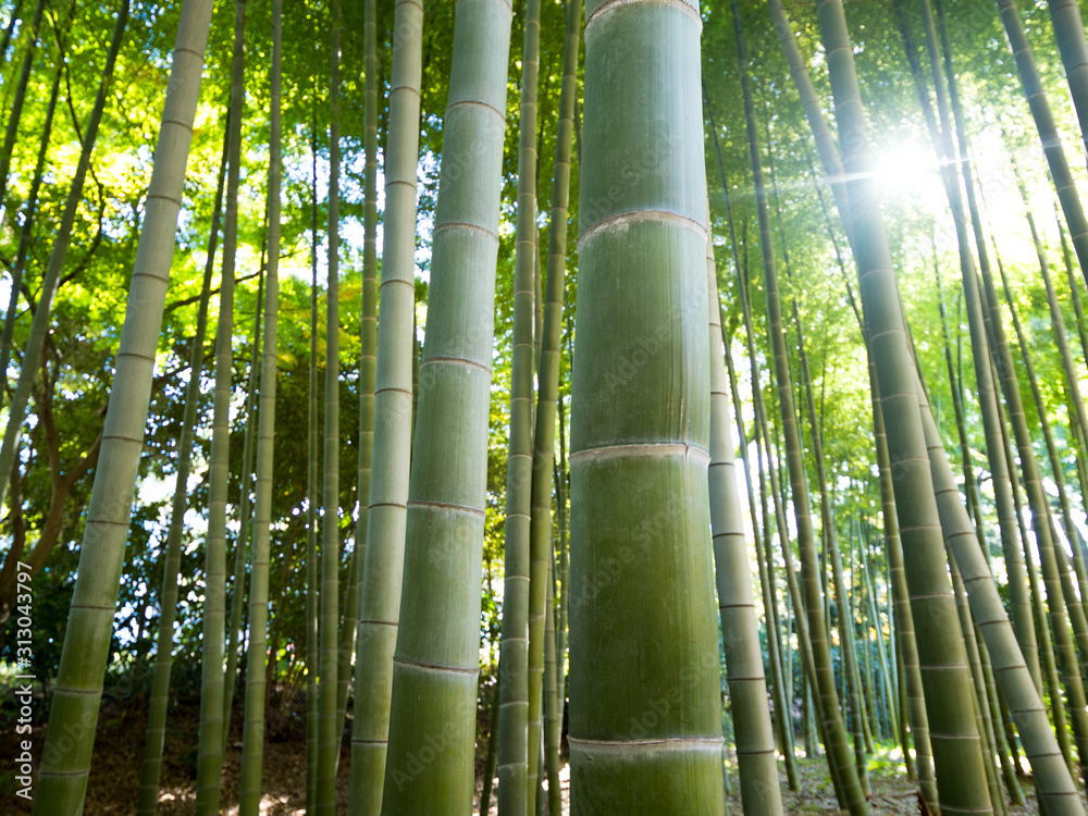 竹林 竹林