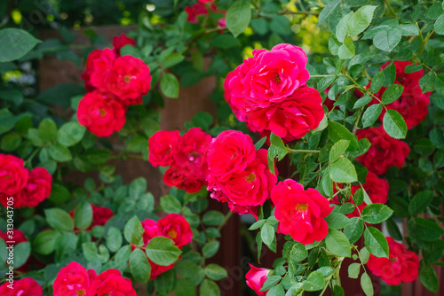 lots of red summer flowers. Bright red roses against a green Bush. Beautiful red roses in the Summer garden.