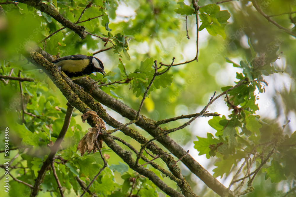 Mésange charbonnière Mésange charbonnière