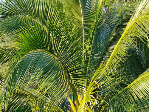 close up coconut tree