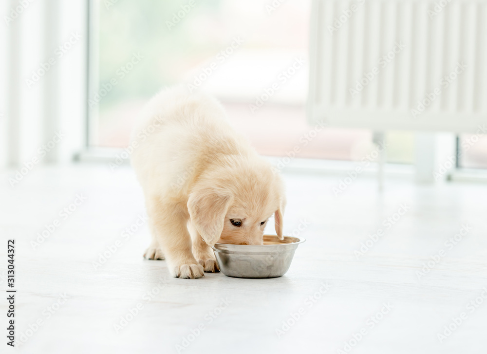 Retriever puppy eating from bowl - obrazy, fototapety, plakaty 