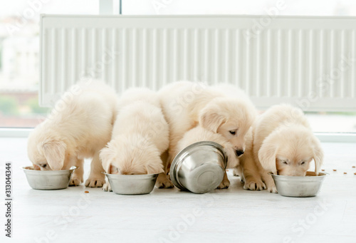 Obraz na plátně Retriever puppies eating from bowls