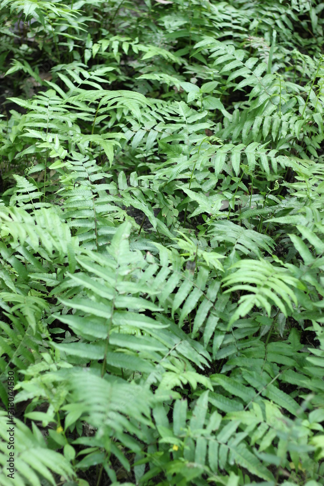 Plant and tree in Tropical garden among the green tropical forest plants. Plant and tree in Tropical garden among the green tropical forest plants.