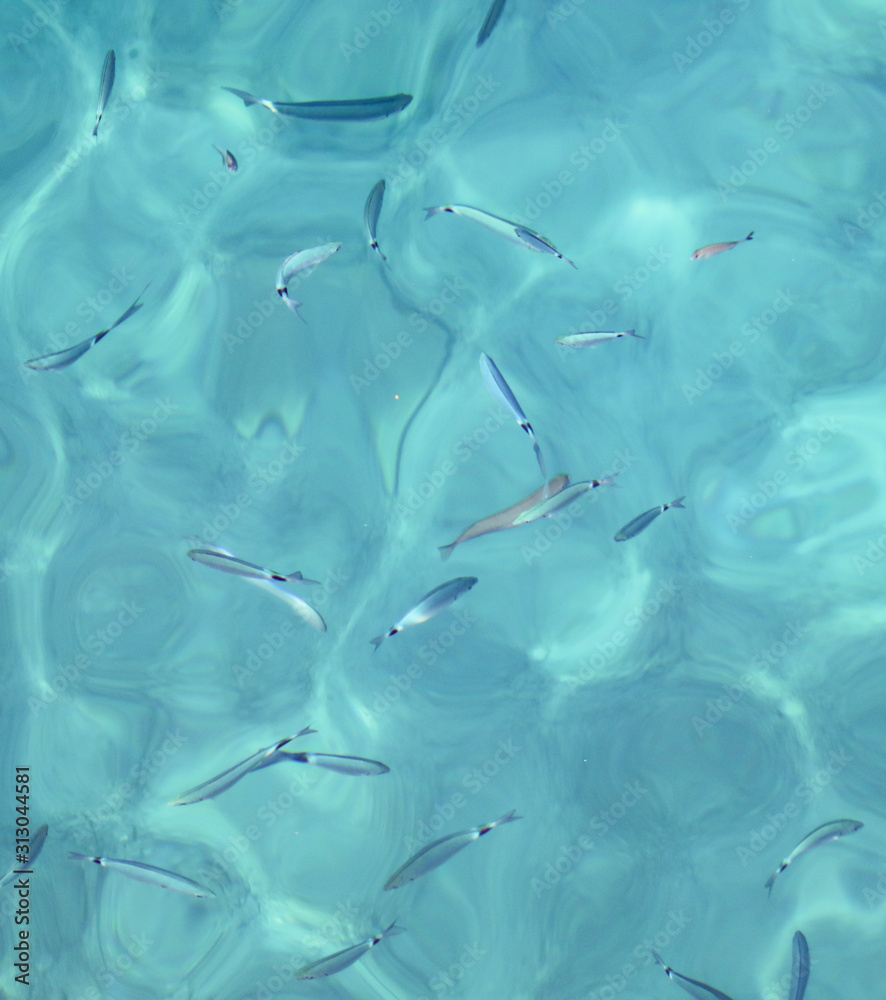 Fish in the blue water of the sea as a background Fish in the blue water of the sea as a background