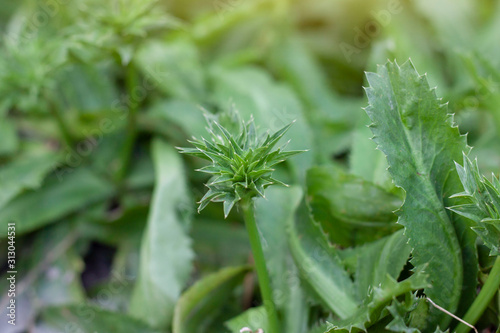 Fresh Culantro, Stink Weed or long coriander is vegetable in the garden.