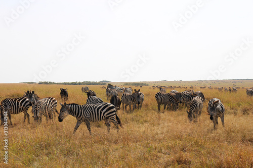 Animals of the Masai Mara prairie in Africa